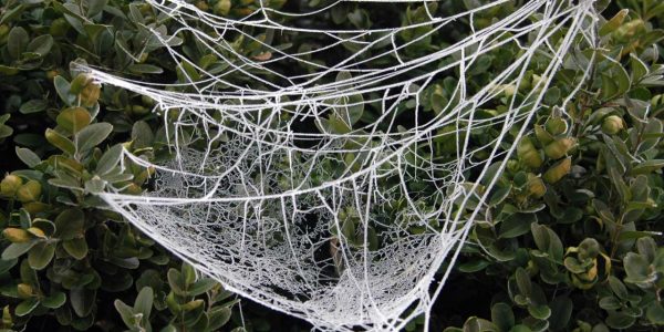 herbst-spinnweben